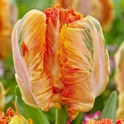 Луковица Тюльпан Папугайный Перрот Кинг 3 шт. 