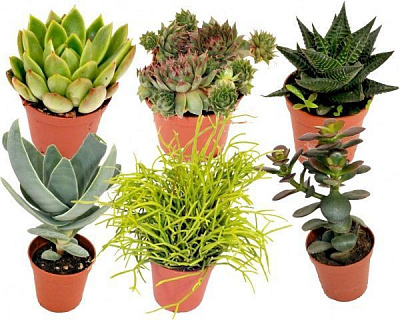 Растение Суккулент микс 03/05