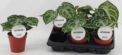 Растение Антуриум 12х20 Silver Blush нецветущий