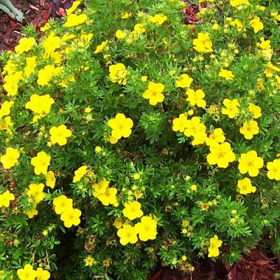 Рослина Перстач (Лапчатка) чагарниковий Анетт / Potentilla fruticosa Annette С4/ Н40