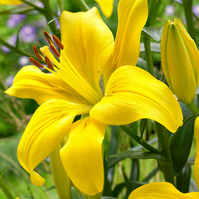 Луковица Лилия азиатская Yellow County 1 шт. Яскрава