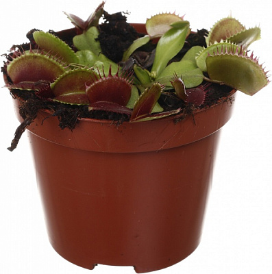 Сукулент Діонея 8/10