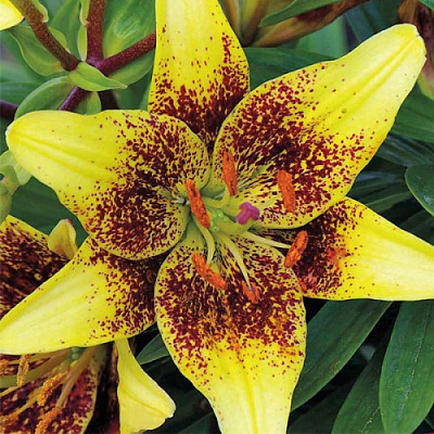 Луковица Яскрава Лилия азиатская Latvia 