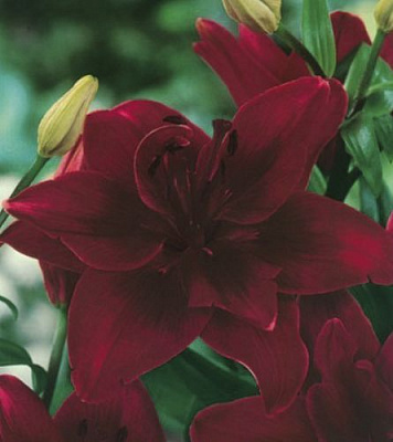 Цибулина Яскрава Лілія азіатська подвійна Coctail Twins 1 шт.