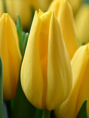 Цибулина TUBERBULB Export B.V. тюльпана тріумф Стронг Голд 3 шт.