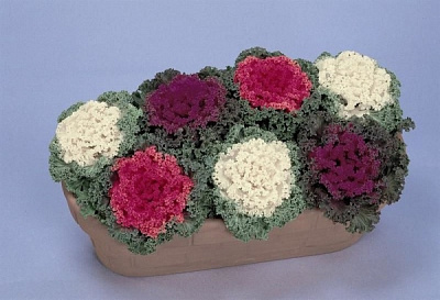 Насіння Професійне насіння капуста декоративна Нагоя суміш 20 шт. (4820176694201)