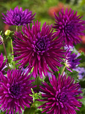 Корнеклубень георгины кактусовой Перпл Джем 1 шт. 