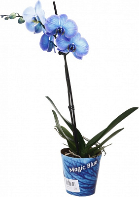 Рослина кімнатна Фаленопсис 12х60 см 1 стовбур синій (фарбований)