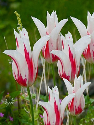 Луковица TUBERBULB Export B.V. тюльпана лилиецветного Мэрилин 3 шт. 