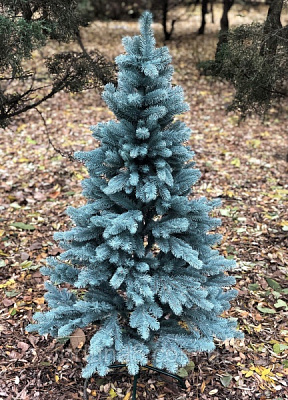 Ель голубая в горшке 100-150 см