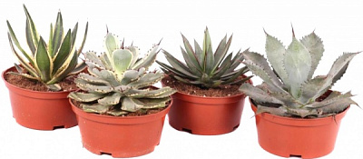 Суккулент Агава микс d15/h25