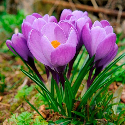 Луковица Яскрава Крокус ботанический Barr's Purple 5 шт. 