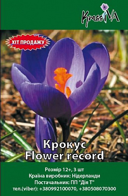 Луковица Крокус Flower record 3 шт. 