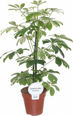 Растение Шефлера Gerda 13/50