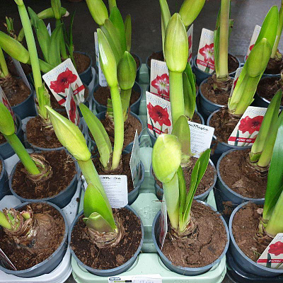 Рослина Гіпеаструм 12x25 мікс