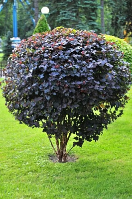 Растение Пузыреплодник / Physocarpus opulifolius Diabolo, Pa 80-100 С5