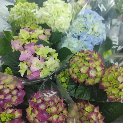 Растение Гортензия 10х25 микс 3рр