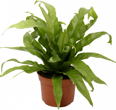 Растение Асплениум antiquum 12/25