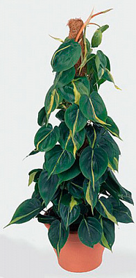 Рослина кімнатна Філодендрон d12/h15 Scandens Brasil
