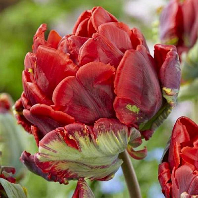 Луковица Яскрава Тюльпан попугайный Rococo Double 