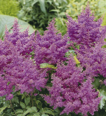 Корневище Яскрава Астильба Gloria Purpurea 1 шт. 