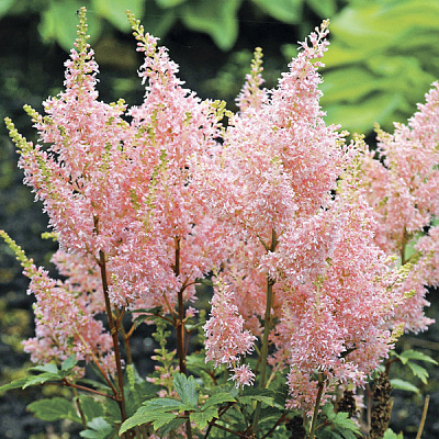 Корневище Астильба Peaches and Cream 1 шт. Яскрава