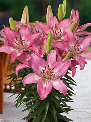 Цибулина лілії азіатської горщикової Тренді Нікосія 1 шт.