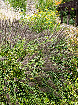Корневище Heemskerk Vasteplanten B.V. пеннисетума Блек Бьюти 1 шт.