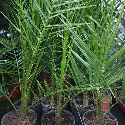 Рослина Фінікова пальма 15х60 Сanariensis