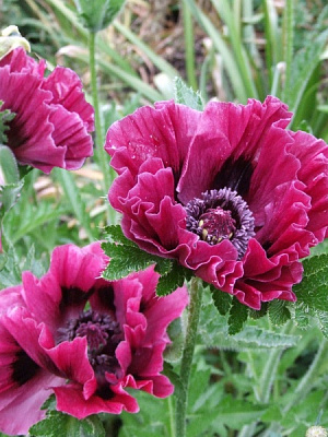 Корневище мака Харлем 1 шт. 