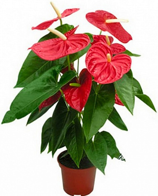 Растение Антуриум 9/30