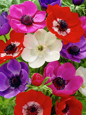 Корнеклубень TUBERBULB Export B.V. анемоны Де Каен смесь 5 шт.