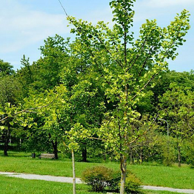 Растение Гинкго двулопастное Ginkgo biloba h 150-170 см
