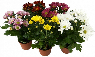 Рослина Хризантема 12х25 ромашка спец. мікс