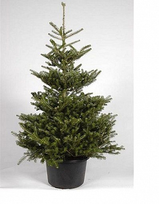Саженец Пихта в горшке 0,8 м.