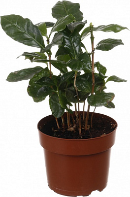 Рослина кімнатна Кава 12/35