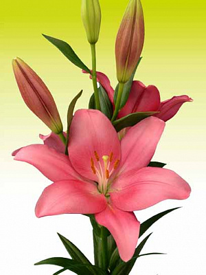 Луковица VWS EXPORT – IMPORT OF FLOWERBULBS B.V. лилии ЛА Лайвли 1 шт. 