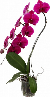 Растение комнатное Фаленопсис лебедь 1 ветвь d12/h55