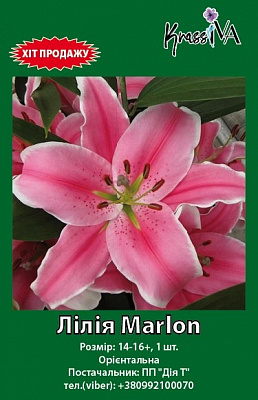 Луковица інше лилия Marlon 1 шт. 