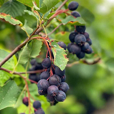 Рослина Ірга вільхолиста Ханівуд/Amelanchier alnifolia 'Honeywood' С3/ Н 10-15