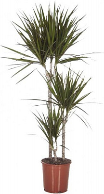 Растение Драцена Marginata 3 ствол 24/160