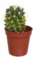 Рослина Кактус ехіногрузон 5.5х6 см