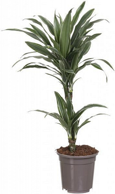Рослина кімнатна Драцена Варнецкі 17х70