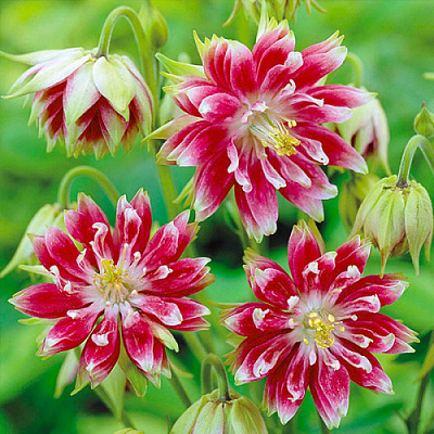 Кореневище Яскрава Аквілегія Nora Barlow