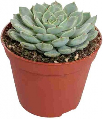 Растение Эхеверия микс 8x5,5 см