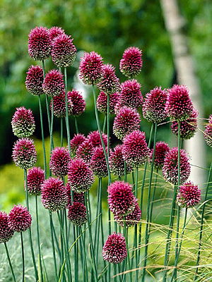 Цибулина TUBERBULB Export B.V. цибулі декоративної Сфаеросефалон 7 шт.