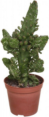 Рослина Кактус 9х10 см