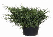 Растение Можжевельник средний Pfitzeriana Compacta (V20-S23 d80 C20)