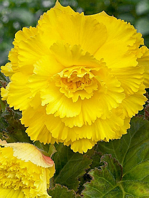 Бульба бегонії фімбріати Жовтої 1 шт.