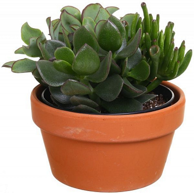 Растение Суккуленты в металлическом зеркале 23х30 см